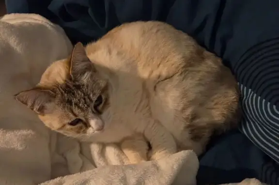 Chatte blanche perdue, 7 ans, Meyreuil - photo