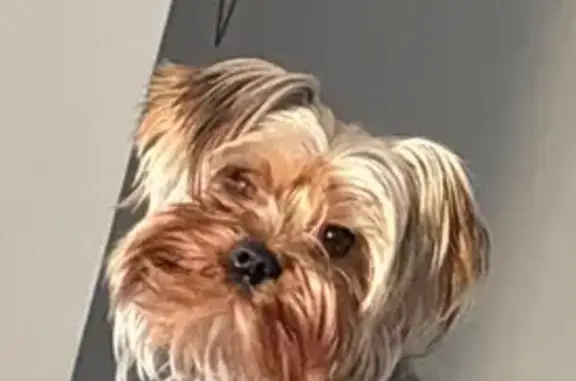 Lost pets Minnesota City, photo: Lost Dog: Brownie Missing in Brooklyn Center