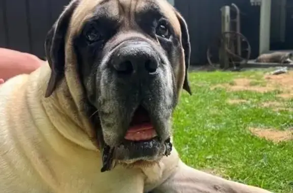 Lost: Friendly Blind Dog in Bennington