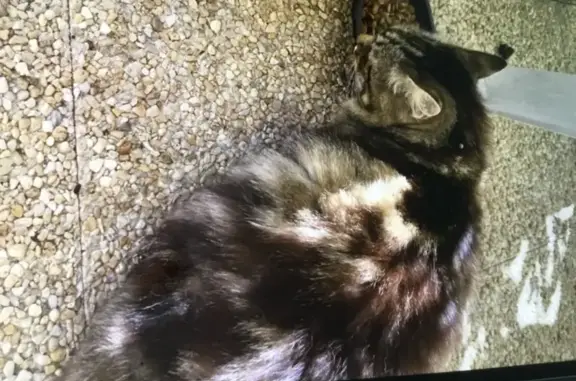 Chat trouvé Ploudalmézeau, photo: Chat très sociable trouvé à Kervao