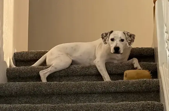 Lost Dalmatian Mix: Sparky Needs Help!