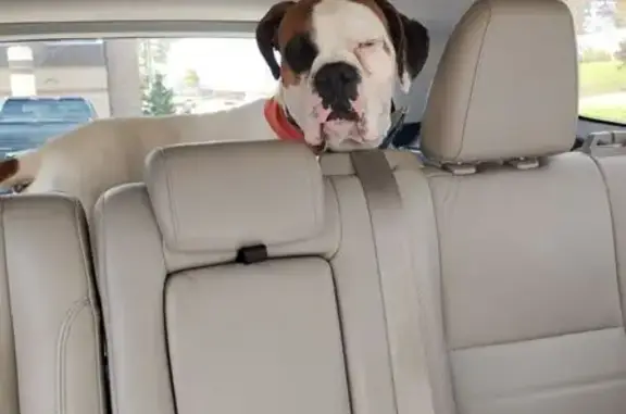 Lost Boxer: White/Brown, Scot Depot Area