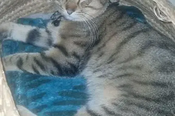 Chat trouvé , photo: Chat non castré trouvé à Vizille