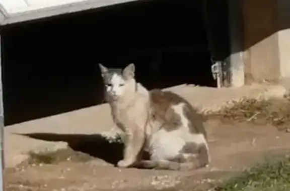 Chat trouvé Villes-sur-Auzon, photo: Chat gris-blanc trouvé à Villes-sur-Auzon