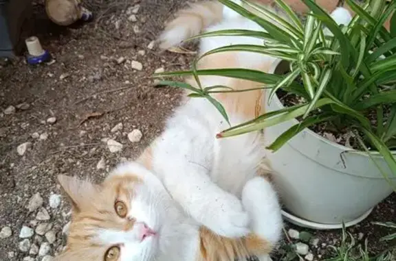 Gato Naranja y Blanco Perdido en Fuenlabrada