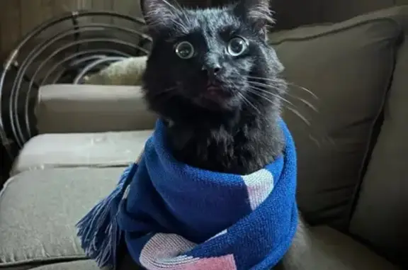 Lost Friendly Black Cat, Fluffy Tail