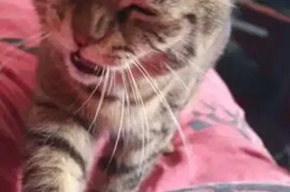 Chat perdu, , photo: Chat perdue, peureuse, aime se cacher