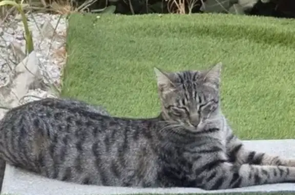 Chat castré perdu à L'Houmeau, très sociable - photo