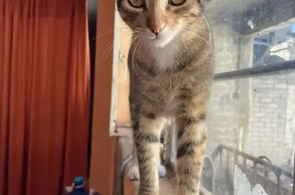 Gato encontrado Tehuacan, foto: Gato con Patitas Blancas en Tehuacán