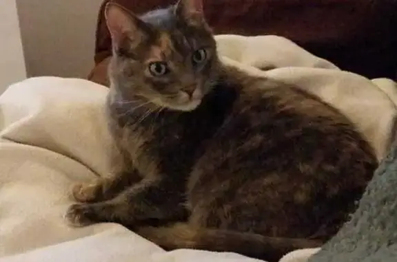 Chatte perdue, stérilisée, Impasse Tasdon - photo