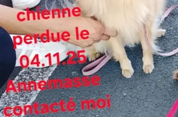 Chien perdu Annemasse, photo : Chienne perdue, beige, collier rouge, Annemasse