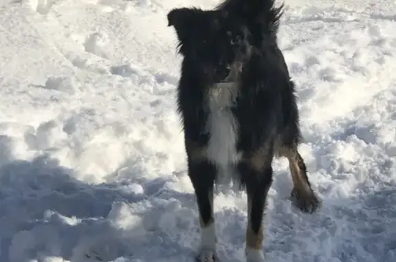 Chien perdu , photo : Berger de Savoie noir et feu perdu à La Thuile