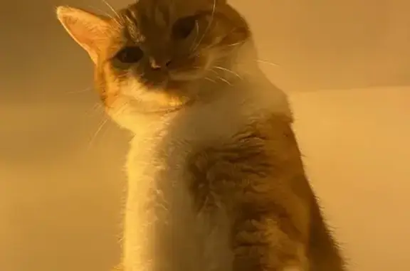 Chatte rousse et blanche perdue à Arradon - photo