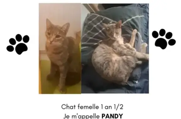 Chat perdu, , photo: Chatte grise perdue à Cébazat