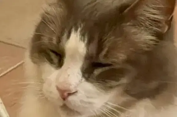 ¡Gato Perdido! Miko, Dulce y Dócil en Málaga