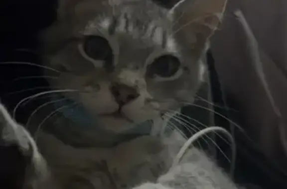 Lost pets Toowoomba, photo: Lost Tabby Cat Hiccup in Toowoomba