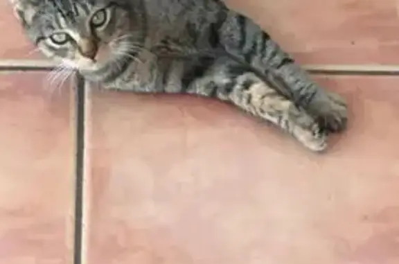 ¡Gata Perdida! Lola, Atigrada con Calcetines