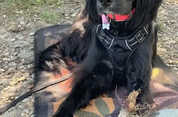 Chienne noire perdue à Parigné-l'Évêque - photo