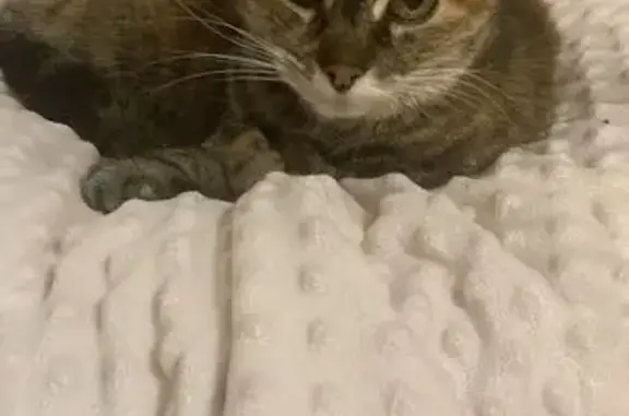 Chat écaille de tortue perdue à Falleron - photo
