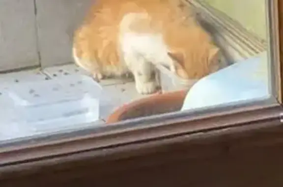 Animaux trouvés , photo: Chat blanc et roux trouvé à Cluses