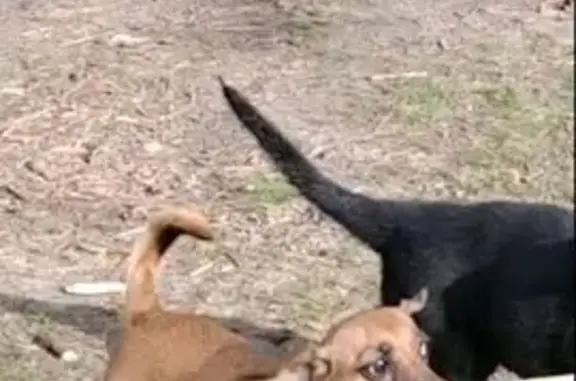 Зникла собака Сімка в Крюківщині: допоможіть