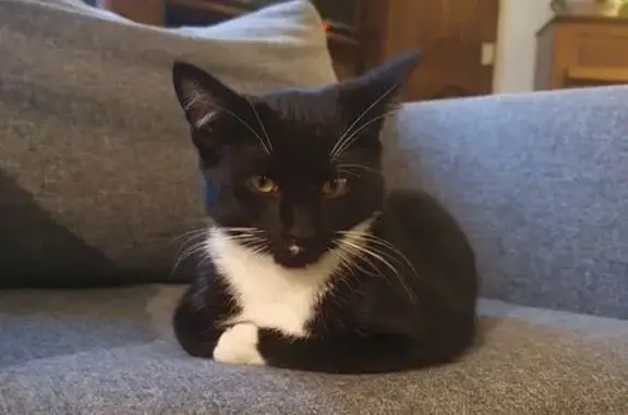 Animaux trouvés Nantes, photo: Chat trouvé rue Firmin Colas à Nantes