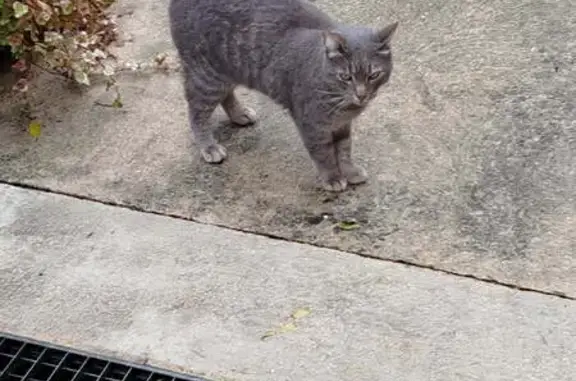 Chat trouvé , photo: Chat trouvé à Catenoy, Hauts-de-France