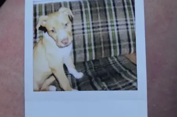Lost Puppy: Tan with White Socks - Newcastle