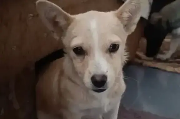 Зникла собака на Сокальській, Київ!