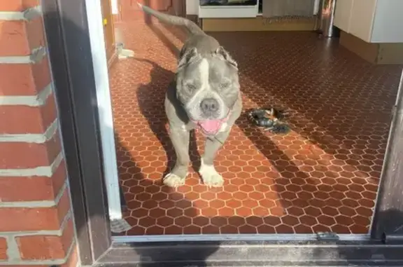 Chien trouvé , photo: Chien retrouvé à Bachy, Hauts-de-France