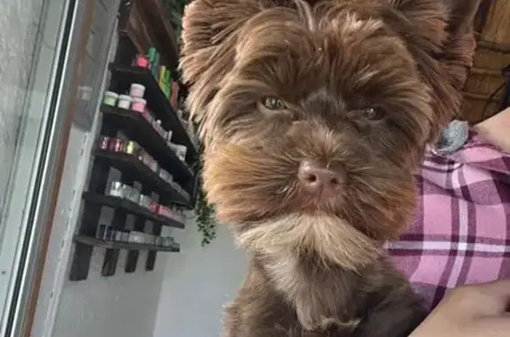 Lost Yorkie on Benita St, Meyerton