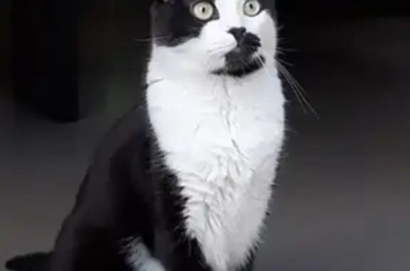 Chat noir et blanc perdu à Béhoust - photo