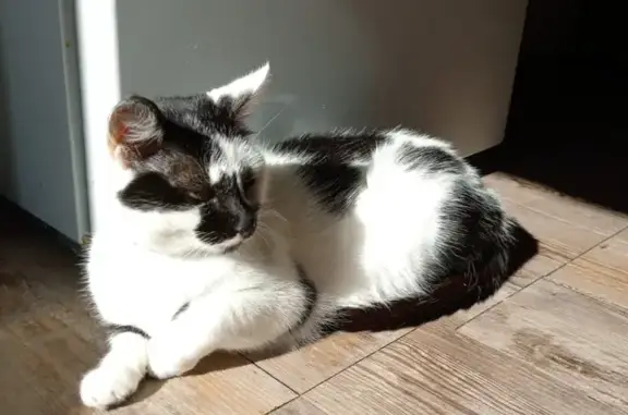 Animaux perdus , photo: Chatte noire et blanche perdue à Saint-Aignan