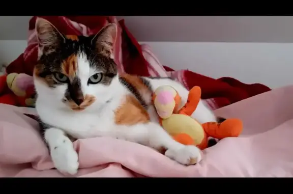 Chat perdu, Louverné, photo: Chatte tricolore perdue à Louverné