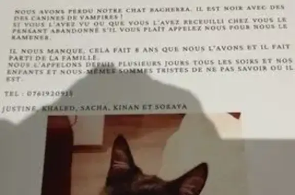 Chat perdu, , photo: Chat perdu, pattes hautes, Lyon