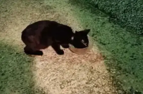 Chat trouvé Nœux-les-Mines, photo: Jeune chatte noire trouvée à Nœux-les-Mines