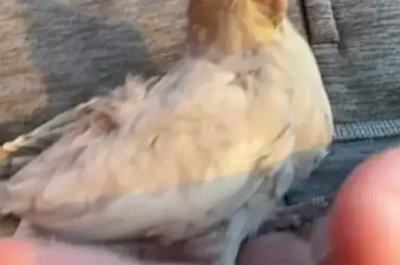 Found pets , photo: Found: Banded Cockatiel on Emmons Ave