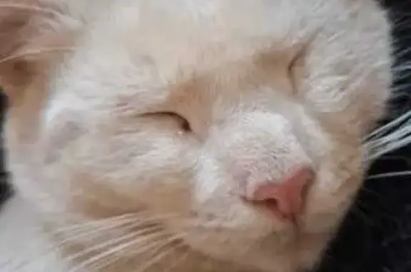 Lost White Cat: Vocal & Friendly, Boksburg