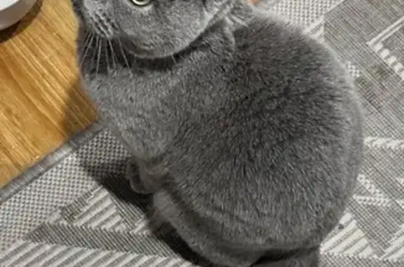 Lost Grey Cat in Dandenong - Reward Offered