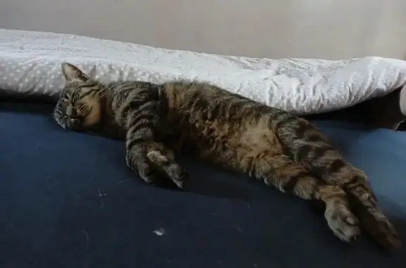 Chatte perdue : Bagheera, rue des Écoles - photo