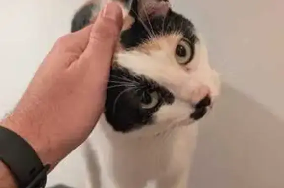 Gata Tricolor Perdida en Santiago de la Ribera