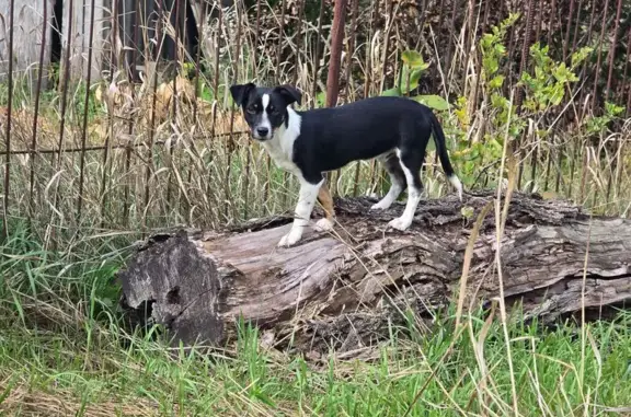 Зникла собака в Уманцівці: пошук триває