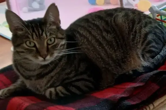 Gato Perdido: Tima, Atigrado en Roquetas