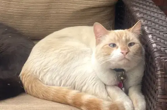 Lost and found pets Salt Lake City, photo: Lost White Male Cat: Blue Eyes, Ringed Tail