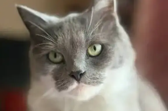 Зникла кішка Кокос біля Усть-Самарського мосту