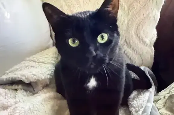 Lost and found pets Blaine, photo: Lost Black Cat: White Chest Spot, Blaine