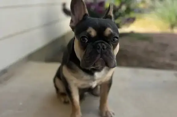 Lost Tri-Colored Dog in Luckey Ranch, TX