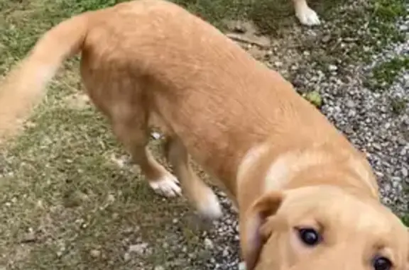 Lost Dog in Severy, KS: Brown with White