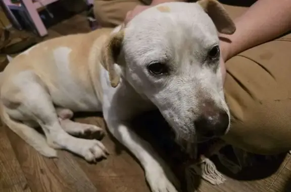 Lost: Hercules, White & Tan Pit Mix