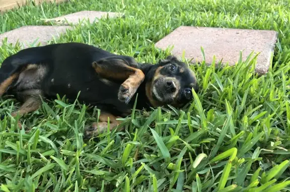 Lost Older Dog: White Snout & Paws